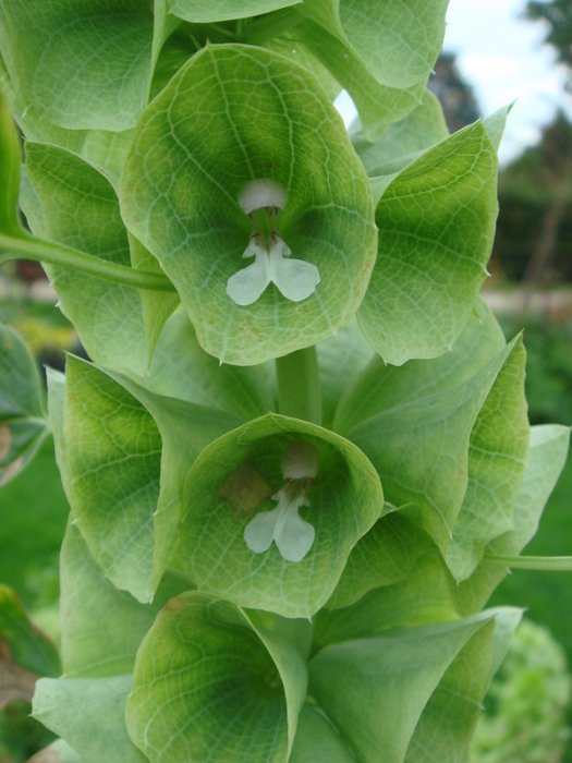 Molucella laevis fleur